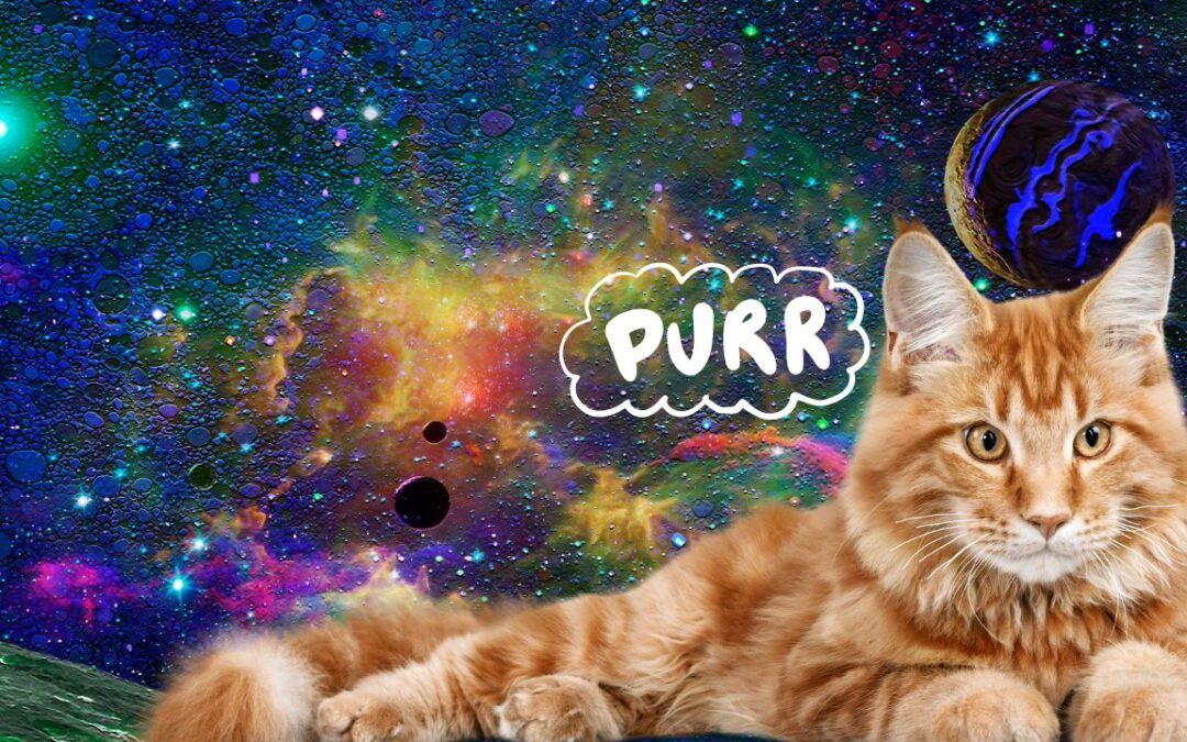 The Healing Power of Cat Purrs: Nature’s Own Frequency Therapy
