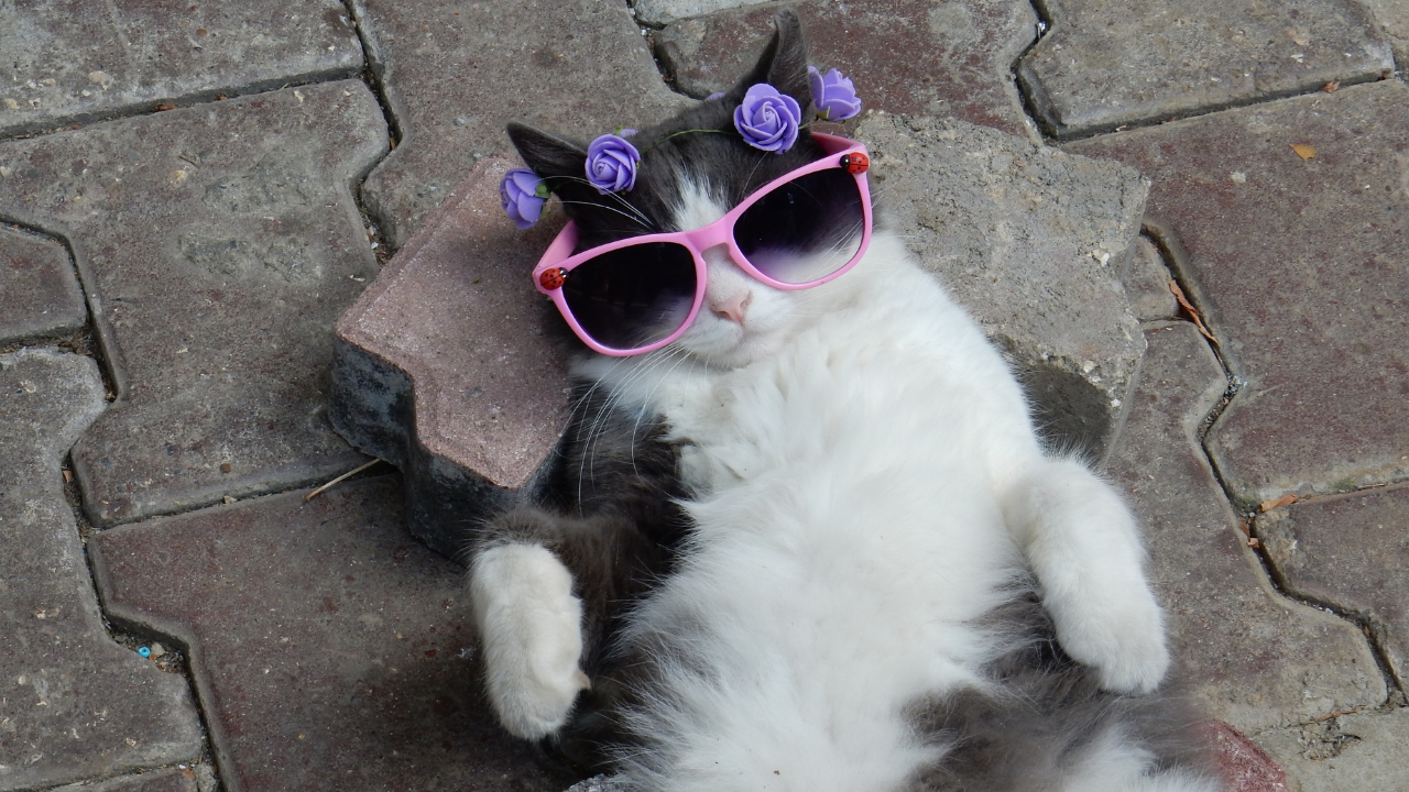 Comprehensive Guide to Feline Tritrichomonas Foetus and Bioresonance Therapy