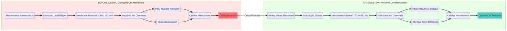 Cell Membrane Before and After Detox