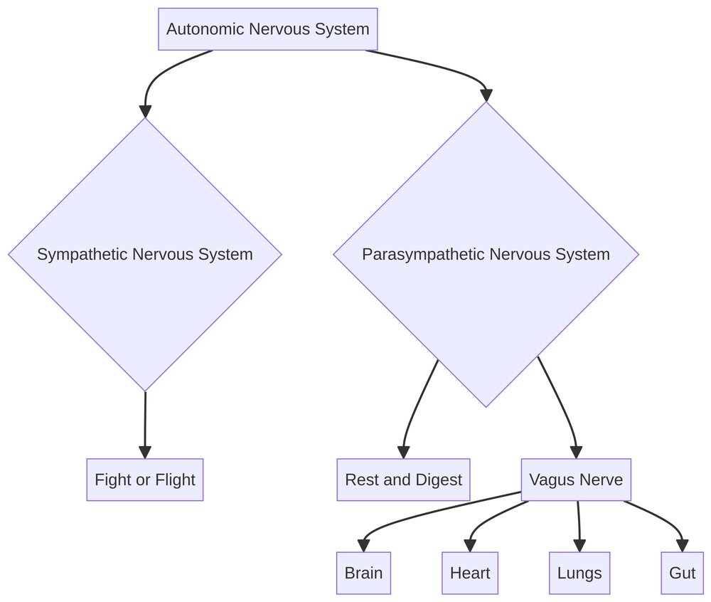 Diagram of the Autonomic Nervous System