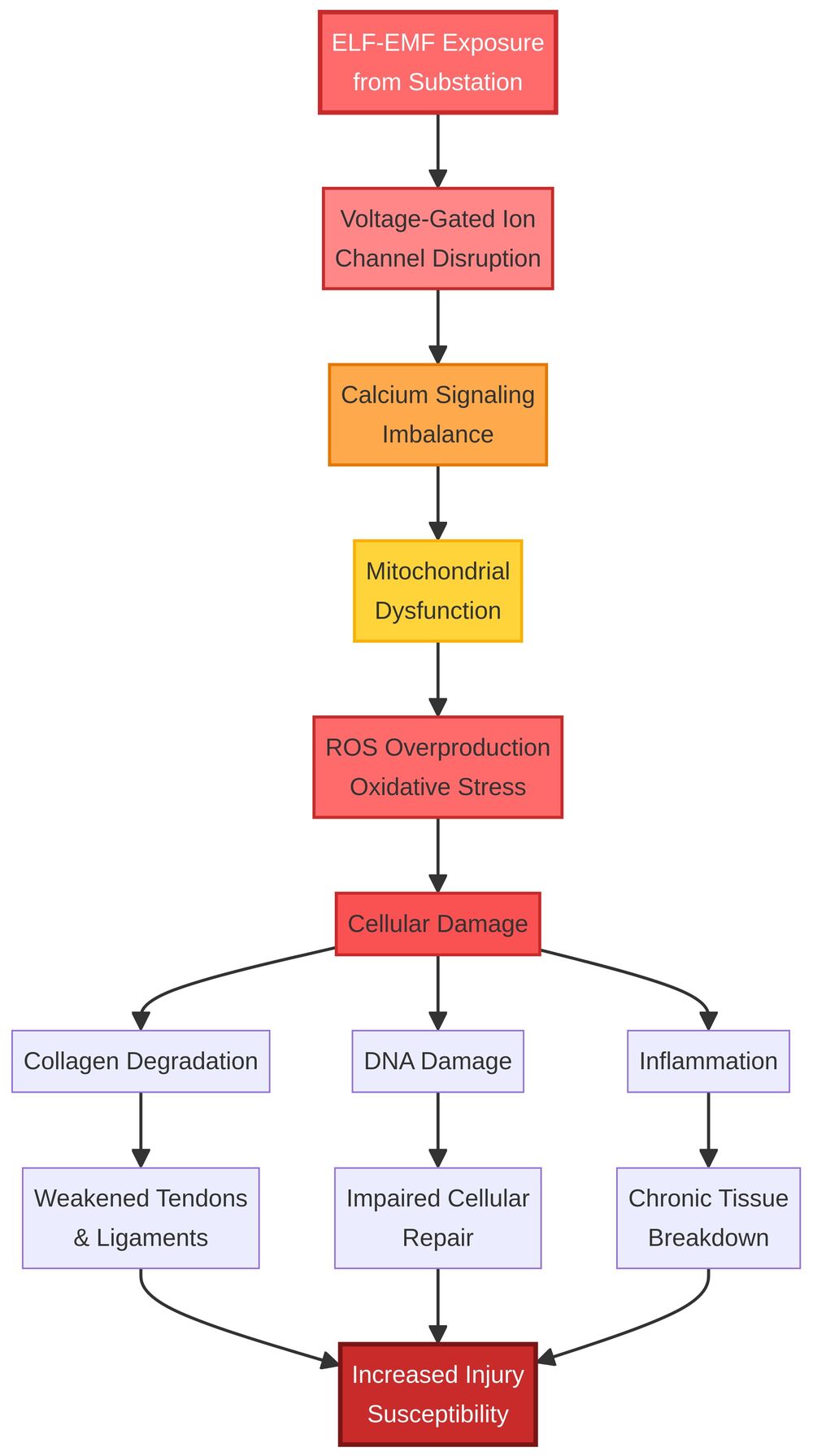 How EMF Exposure Damages Cells and Connective Tissue
