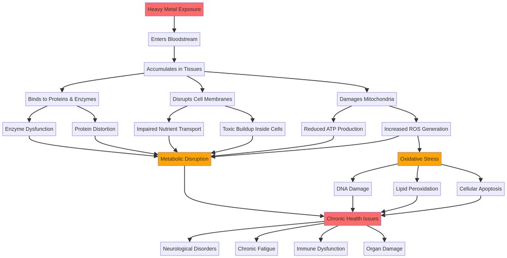 Heavy Metal Toxicity Mechanism Diagram