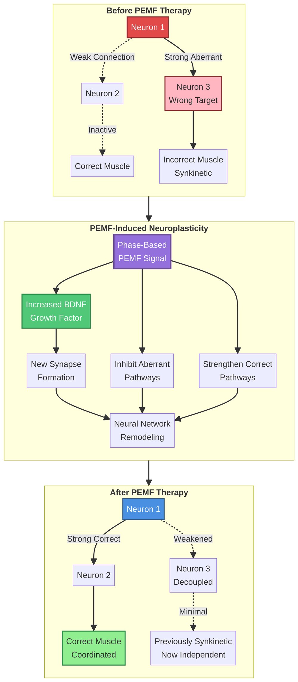 Diagram: Neuroplasticity & Pathway Remodeling
