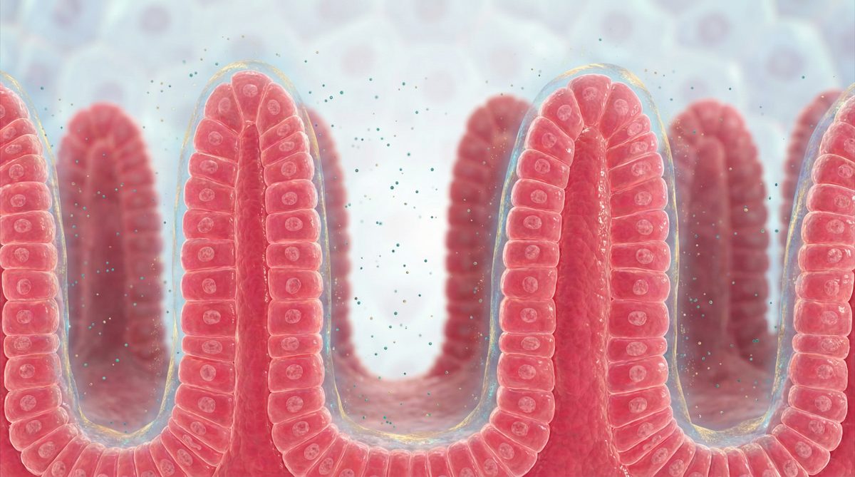 After: Clear Intestinal Tissue