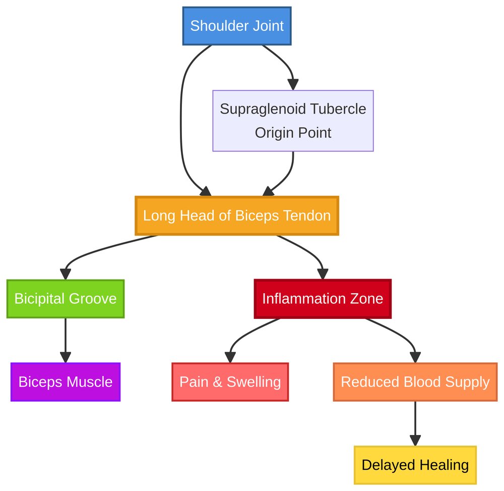 Biceps Tendinitis Anatomy Diagram