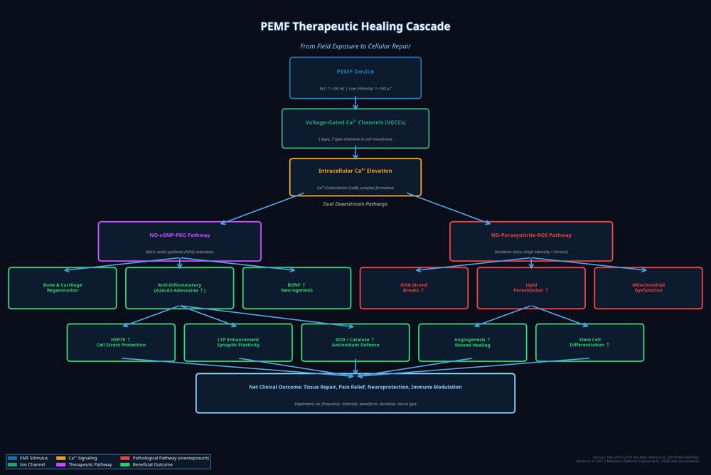 PEMF Therapeutic Healing Cascade - VGCC Pathway Diagram