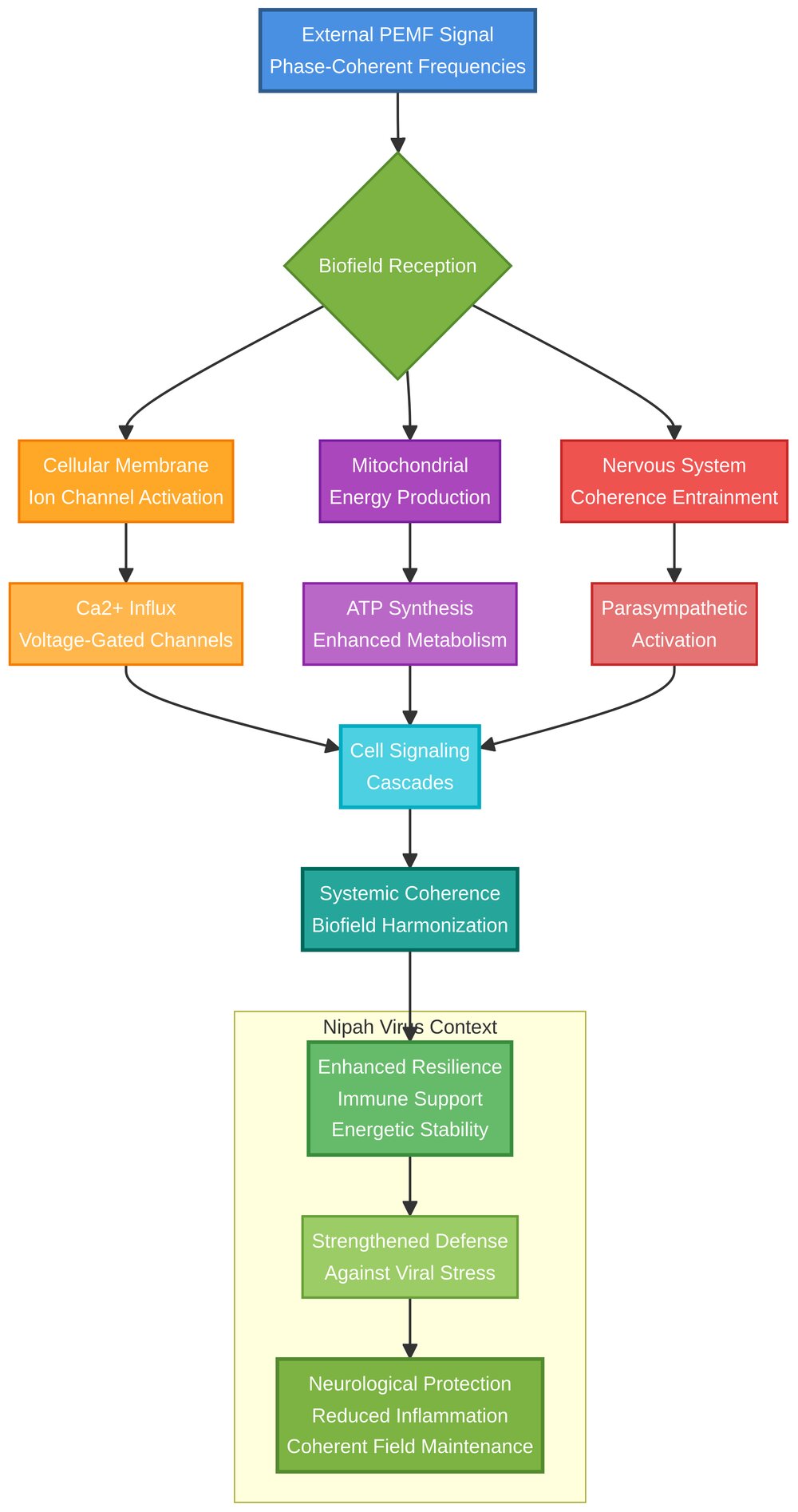 Biofield Coherence Mechanism Diagram