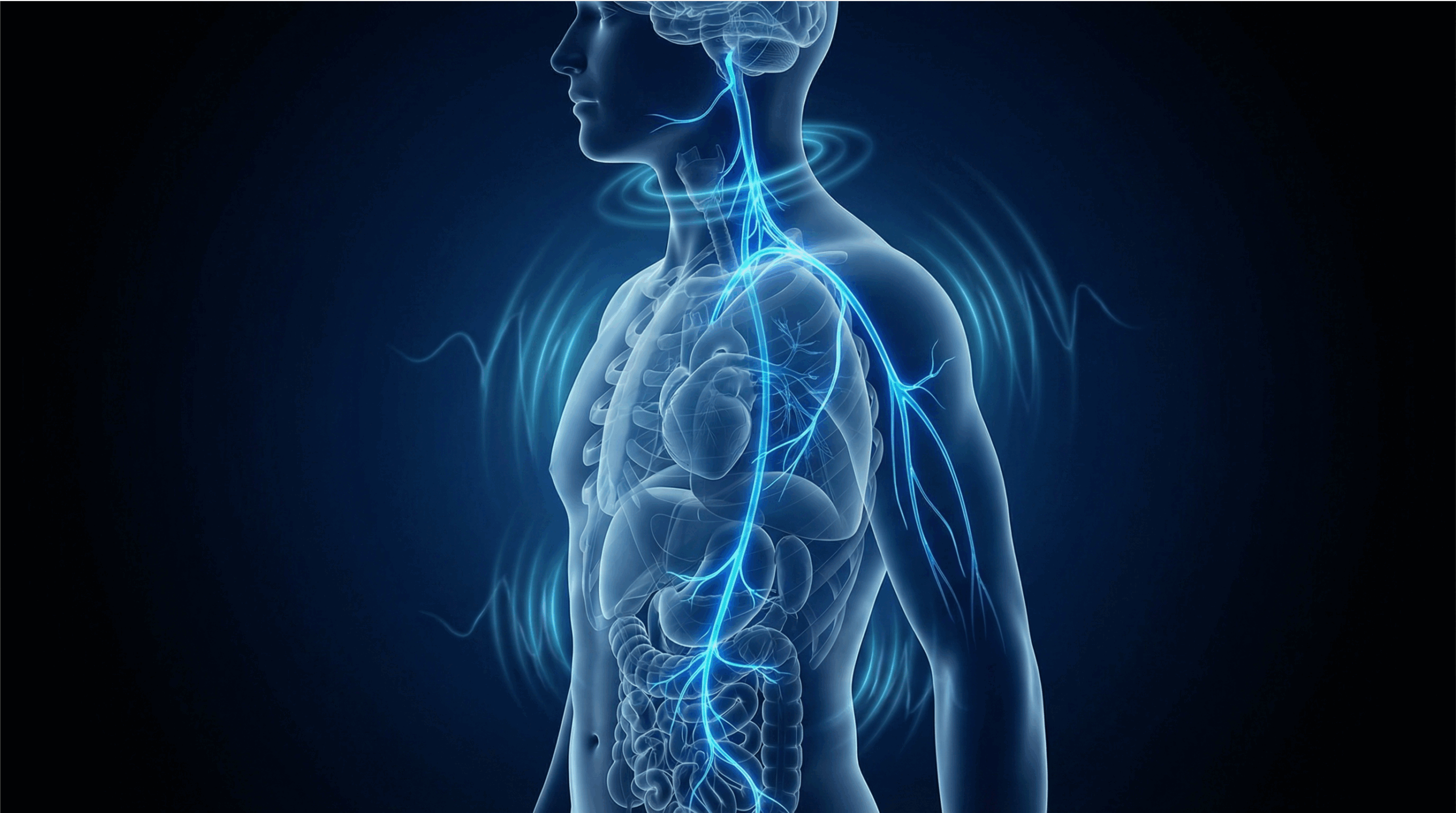 Is Your Body's Master Cable Damaged? The Vagus Nerve Secret Elite Biohackers Don't Want You to Know