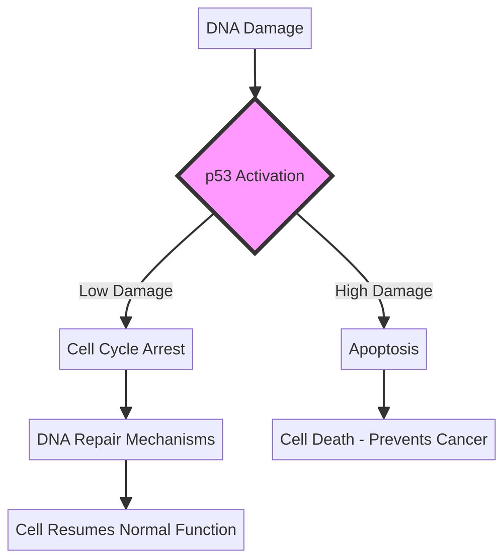 p53 Normal Function Diagram
