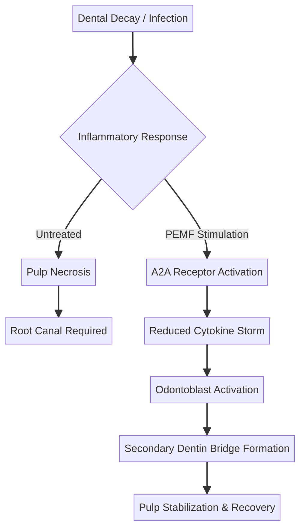 Dental Pulp Regeneration Mechanism