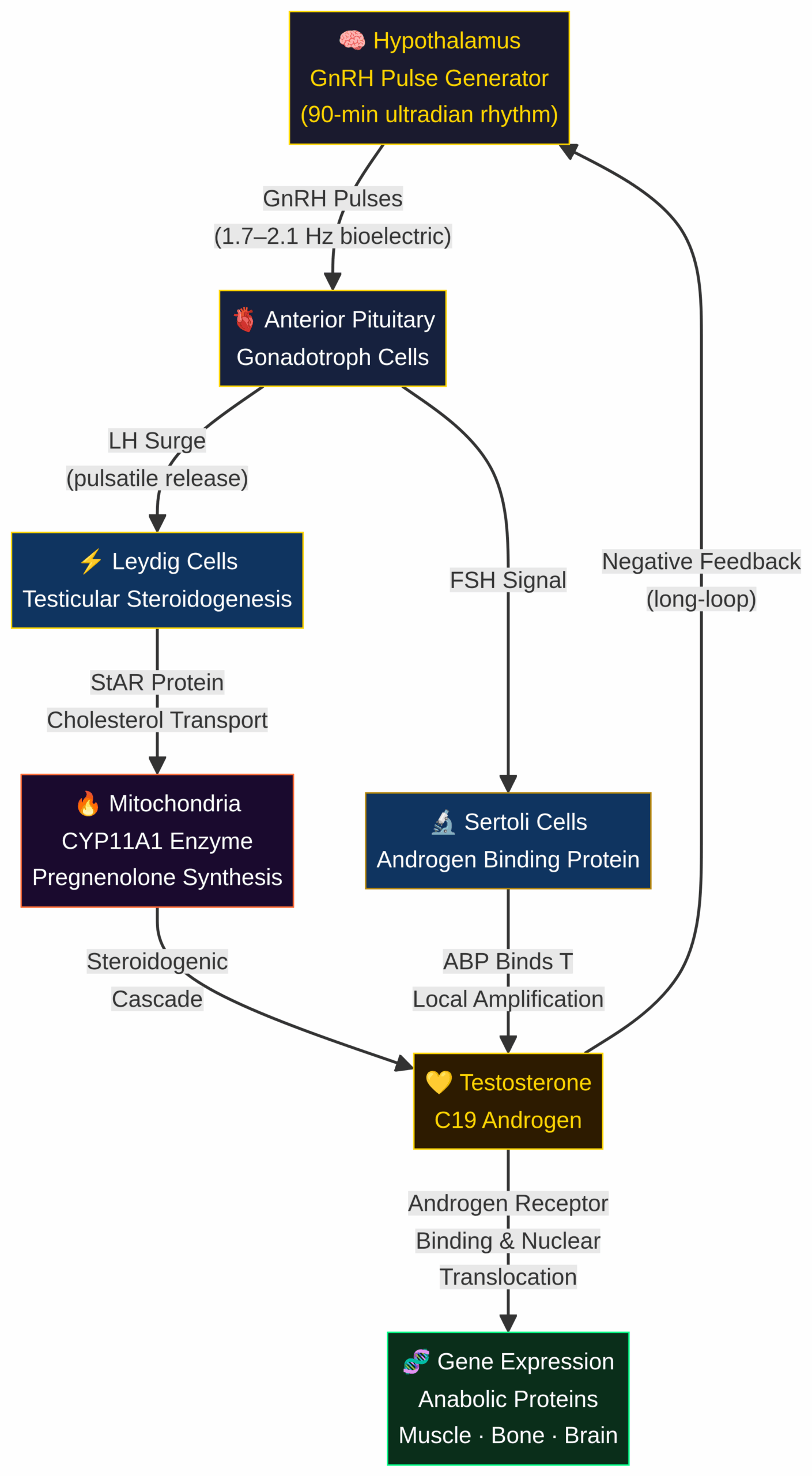 HPG Axis Signaling Cascade — Testosterone PEMF Protocol