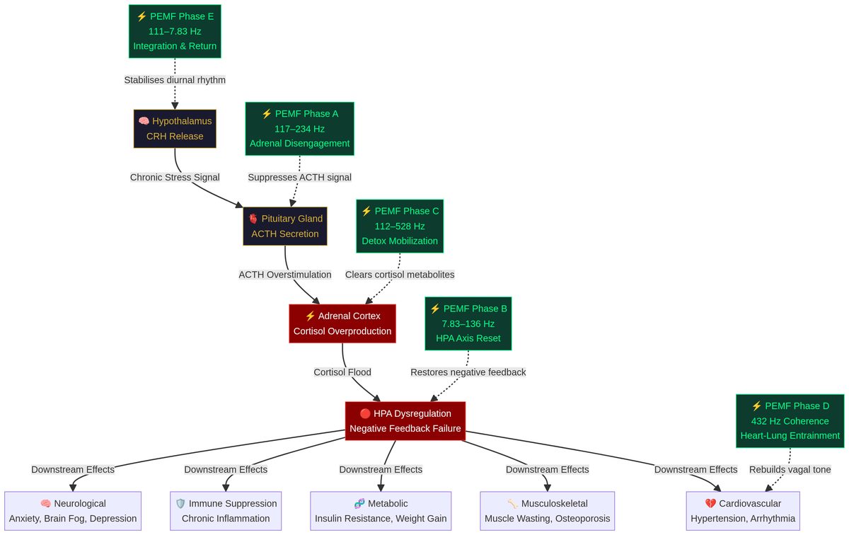 HPA Axis & Cortisol Cascade — PEMF 5-Phase Intervention Points
