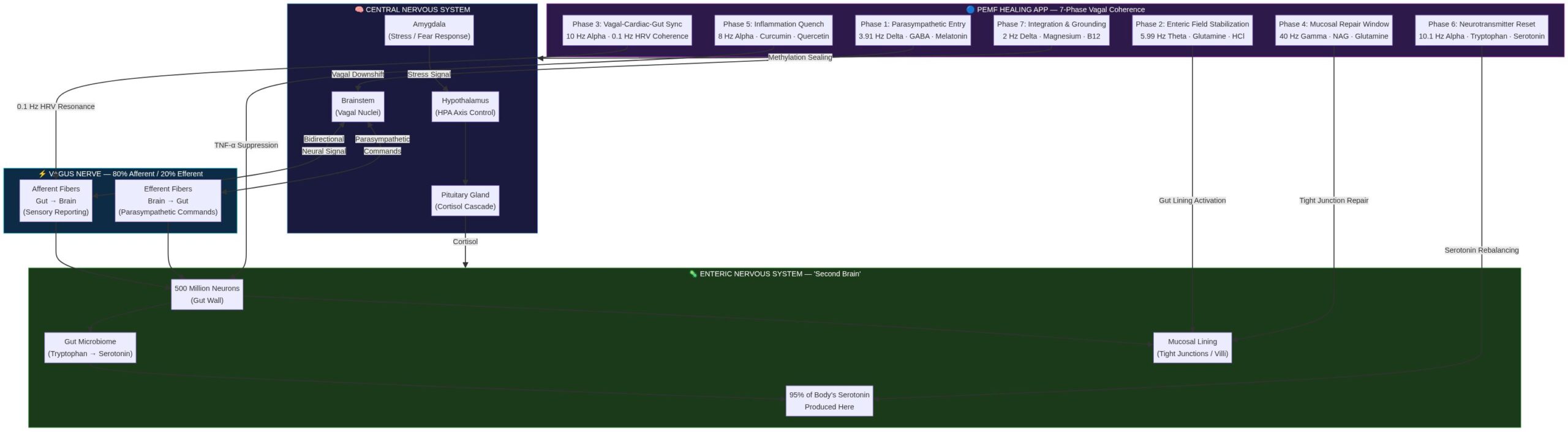 Gut-Brain Axis PEMF Pathway Diagram — Vagus Nerve, ENS, and 7-Phase Protocol