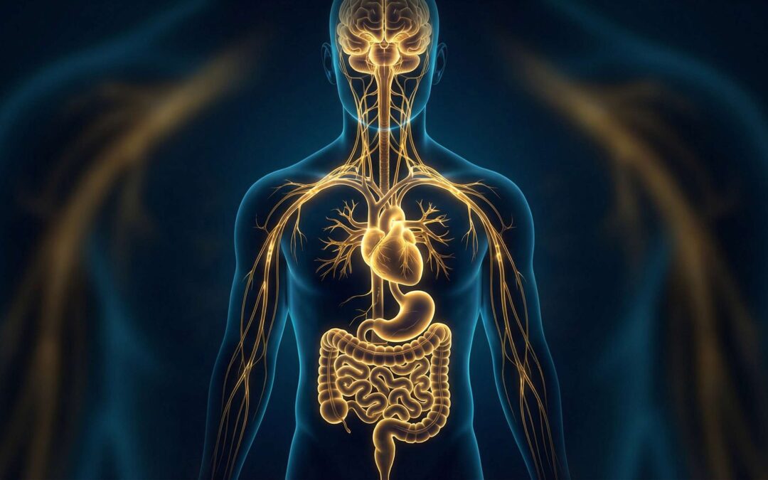 Why Meditation Cannot Fix Burnout: The Vagus Nerve ‘God-Switch’ Protocol