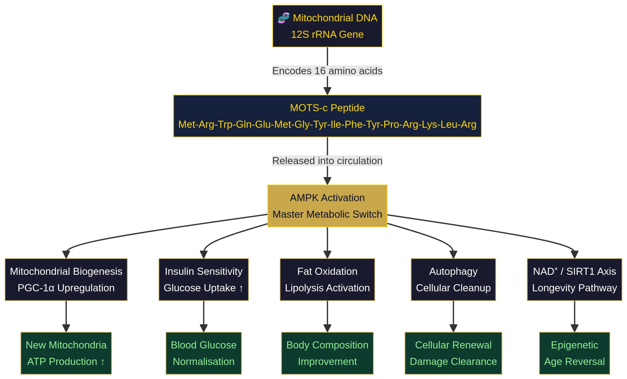 MOTS-c Molecular Pathway: Mitochondrial DNA to AMPK Activation and downstream longevity effects